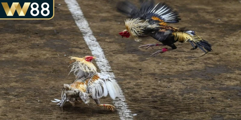 Việc phân tích phong độ hai chiến kê là bước quan trọng