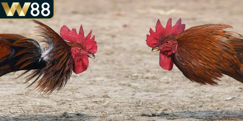 Đá gà online một hình thức giải trí và cá cược trực tuyến