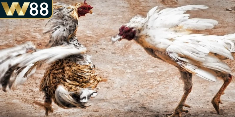 Trận đấu sẽ diễn ra cho đến khi một chiến kê không thể tiếp tục thi đấu nữa