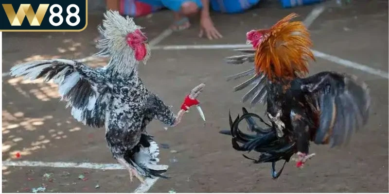 Kỹ thuật né tránh đòn và phản công giúp gà duy trì thế chủ động