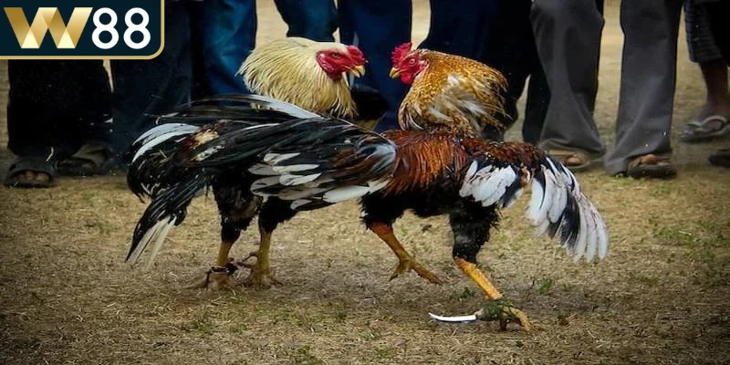 Tinh thần chiến đấu quyết liệt giúp gà duy trì sức bền trong các hiệp đấu dài