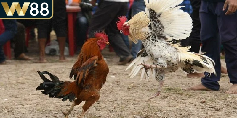 Gà phải được kiểm tra sức khỏe, tiêm phòng đủ và nghỉ ngơi trước thi đấu