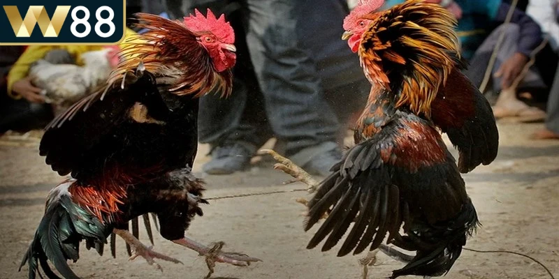 Người chơi nên theo dõi kỹ từng chuyển động, tốc độ, cách né đòn gà đá