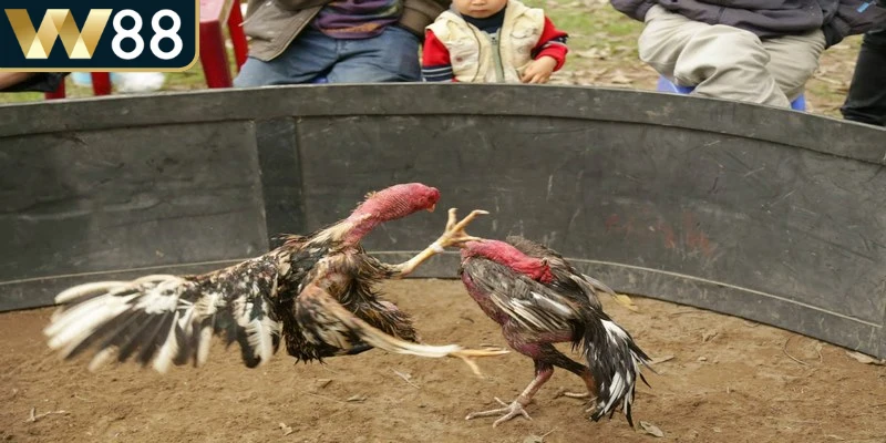 Đá gà cựa sắt là game thu hút người chơi bằng kỹ thuật chiến thuật