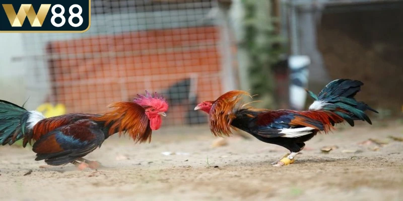 Cửa Tài/Xỉu thường sẽ dựa trên tổng điểm hoặc số hiệp của trận đấu