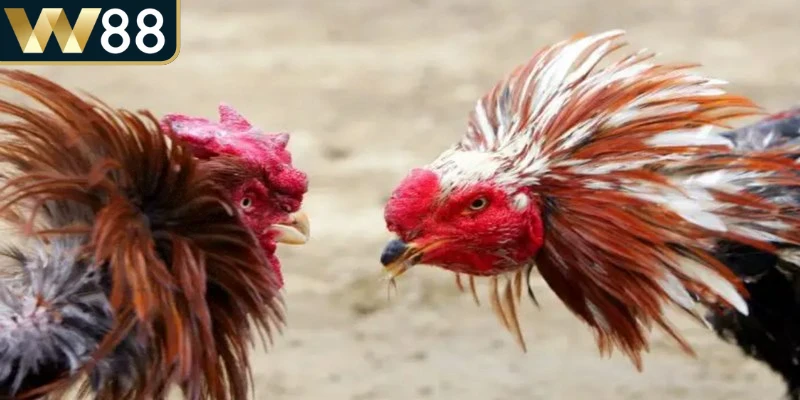 Đá gà Thomo còn thu hút người chơi nhờ đa dạng loại hình 