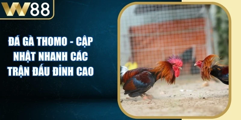 Đá Gà Thomo