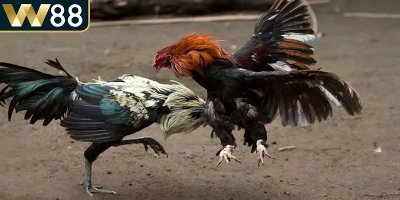 Một số nền tảng tích hợp tính năng trò chuyện trực tuyến, tăng sự tương tác