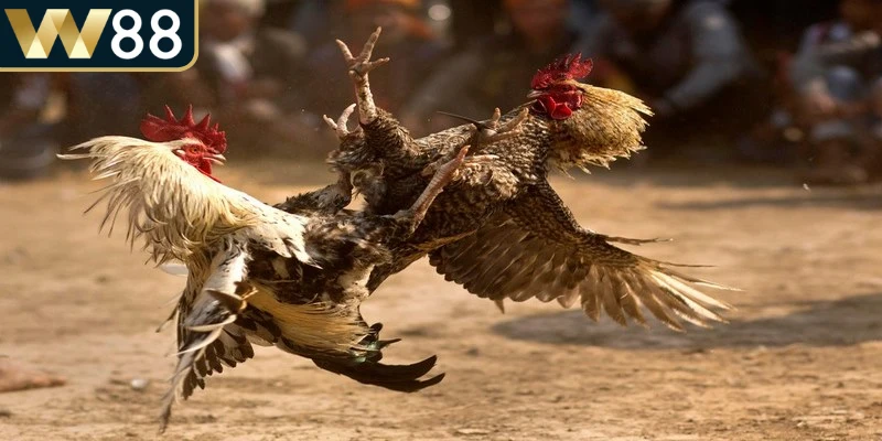 Thói quen ghi lại kết quả từng trận giúp anh em xây dựng dữ liệu riêng