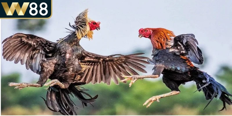 Đá gà trực tiếp casino đang trở thành lựa chọn giải trí nổi bật