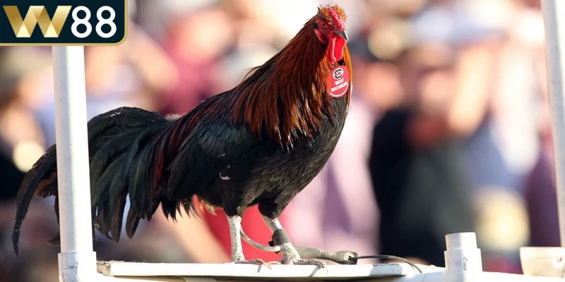 Luật đá gà miền Bắc được thiết lập nhằm đảm bảo mọi trận đấu diễn ra minh bạch