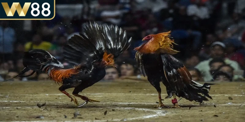 Anh em cần lựa chọn số tiền phù hợp trước khi đặt cược vào chiến kê