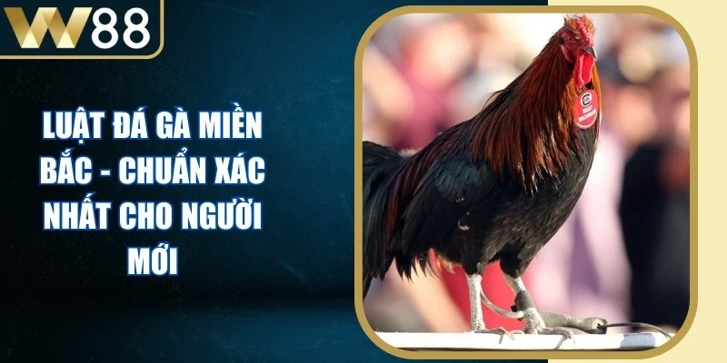 Luật Đá Gà Miền Bắc