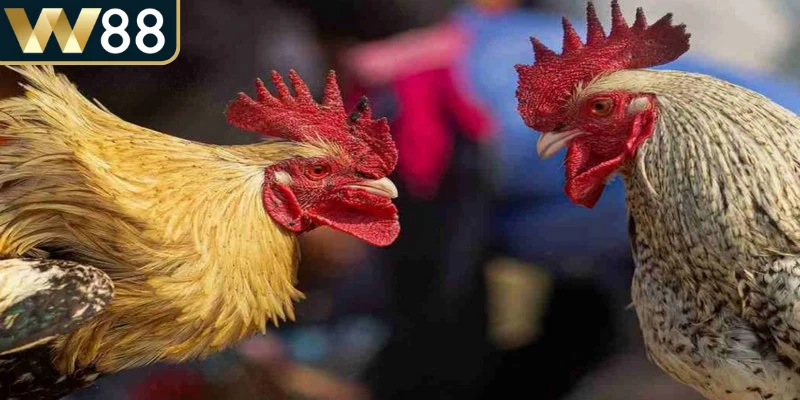 Đá gà miền Nam là một hình thức giải trí truyền thống