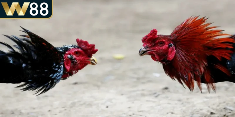 Việc nắm rõ thuật ngữ trong đá gà giúp bạn tự tin hơn khi chơi