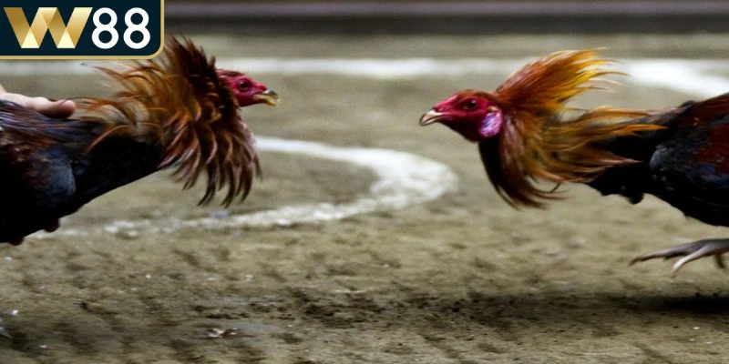 Tổng hợp các thuật ngữ trong đá gà chi tiết cho anh em