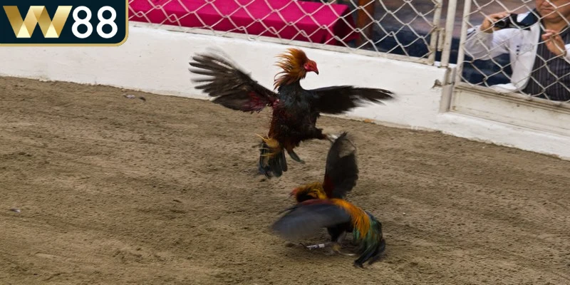 Thuật ngữ là những từ ngữ chuyên môn được sử dụng trong trận đấu