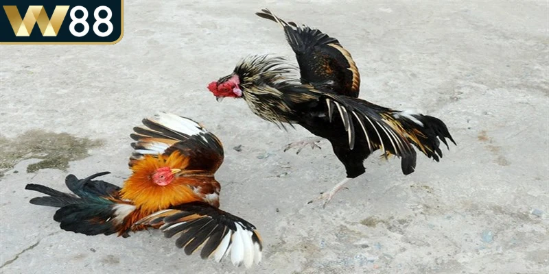 Trường gà Campuchia luôn thu hút những người đam mê trò chơi chiến kê